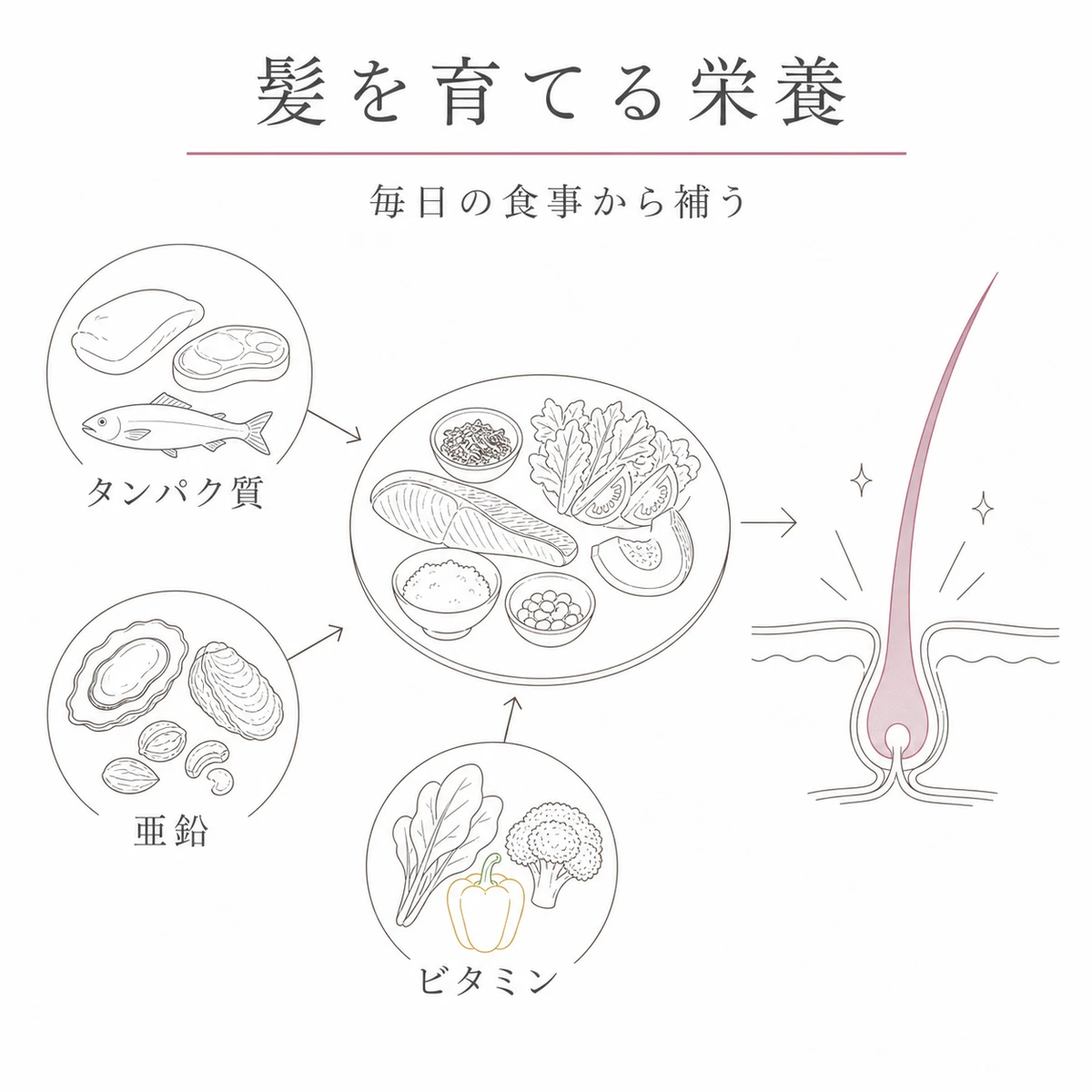 タンパク質や亜鉛など髪に必要な栄養素が食事から髪の材料になることを表した線画イラスト