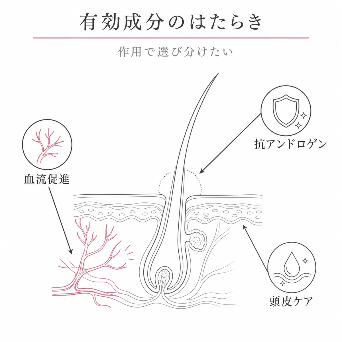 血流促進・抗アンドロゲン・頭皮ケアという育毛剤成分ごとの毛根への働きを表した線画イラスト