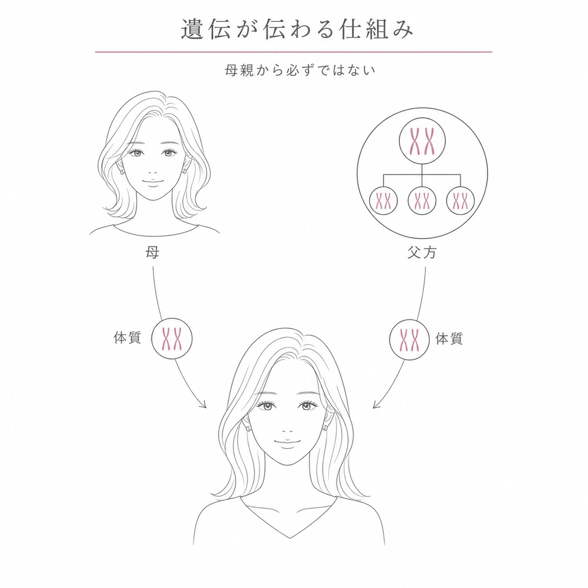 薄毛になりやすい体質が母と父の双方から娘へ受け継がれる遺伝の仕組みを表した線画イラスト