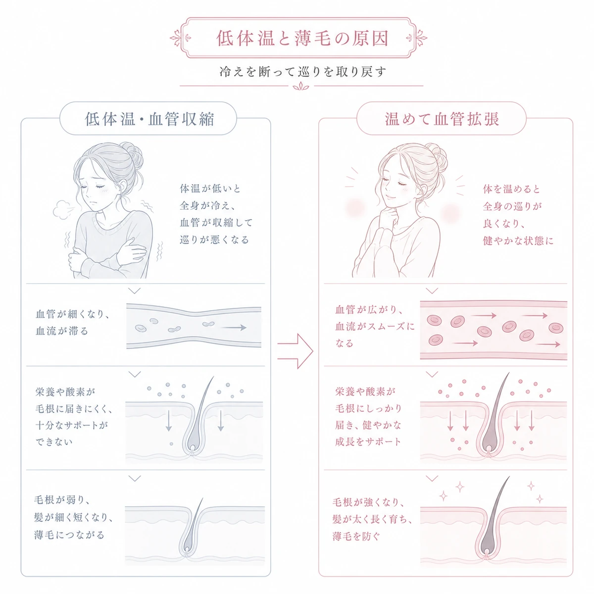 低体温で縮んだ血管が温めることで広がり毛根に栄養が届く改善を左右で示した線画イラスト