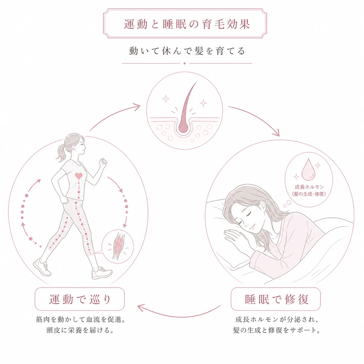 ふくらはぎ運動と深い睡眠が巡りと修復で連動し髪を育てる相乗効果を表した線画イラスト