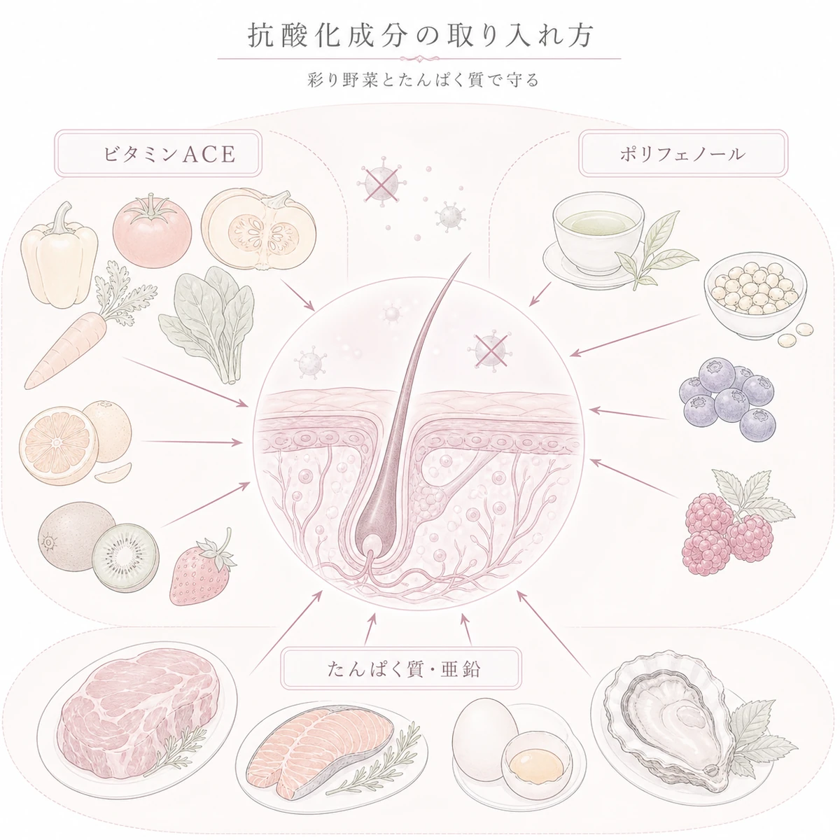 ビタミンACEとポリフェノールとたんぱく質亜鉛が頭皮を酸化から守る食事の関係を表した線画イラスト