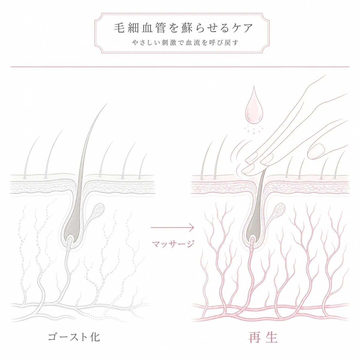ゴースト化した頭皮の血管がマッサージと保湿で再生し血流が戻る様子を表した線画イラスト