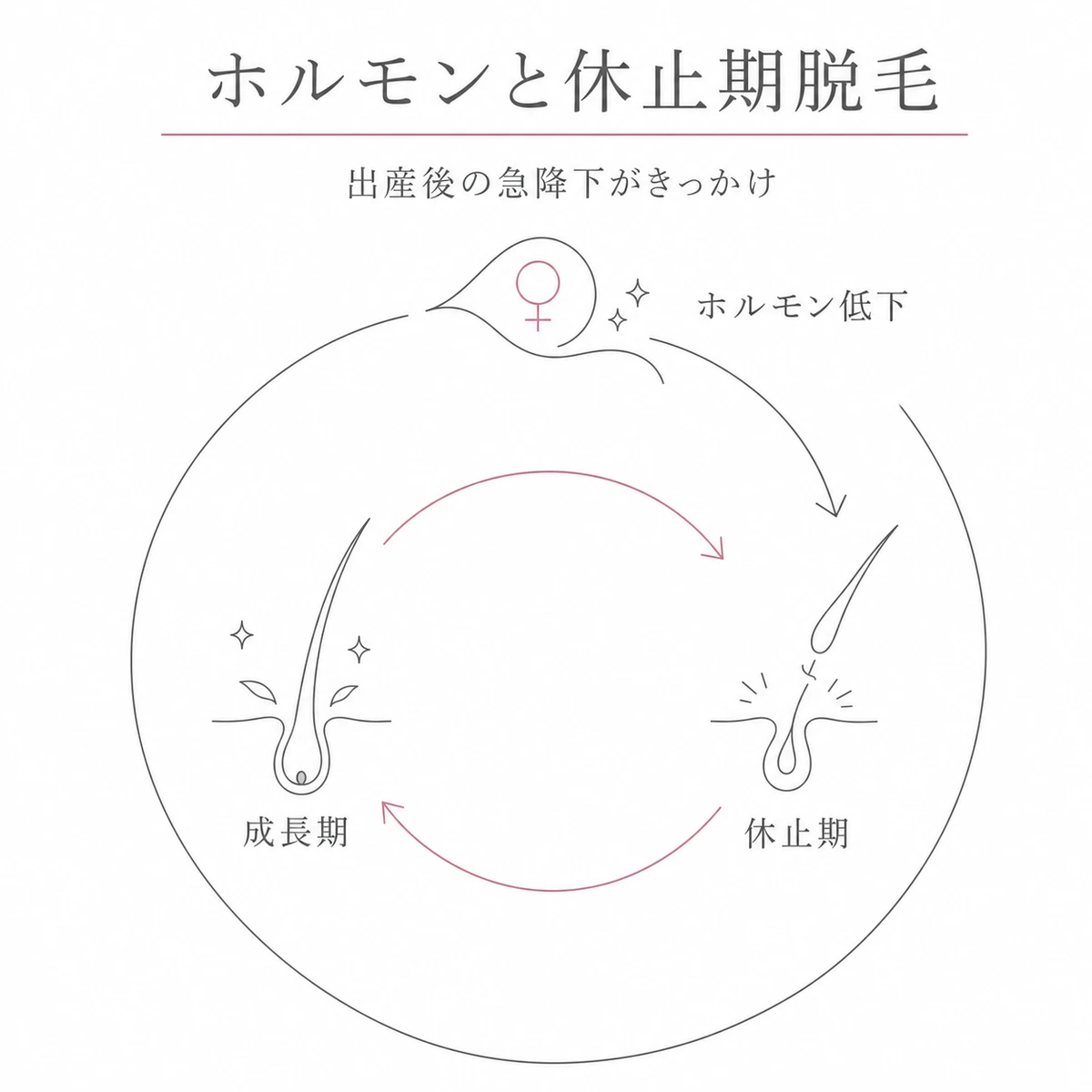 出産後のホルモン低下で成長期の毛が一斉に休止期へ移る仕組みを円環で表した線画イラスト