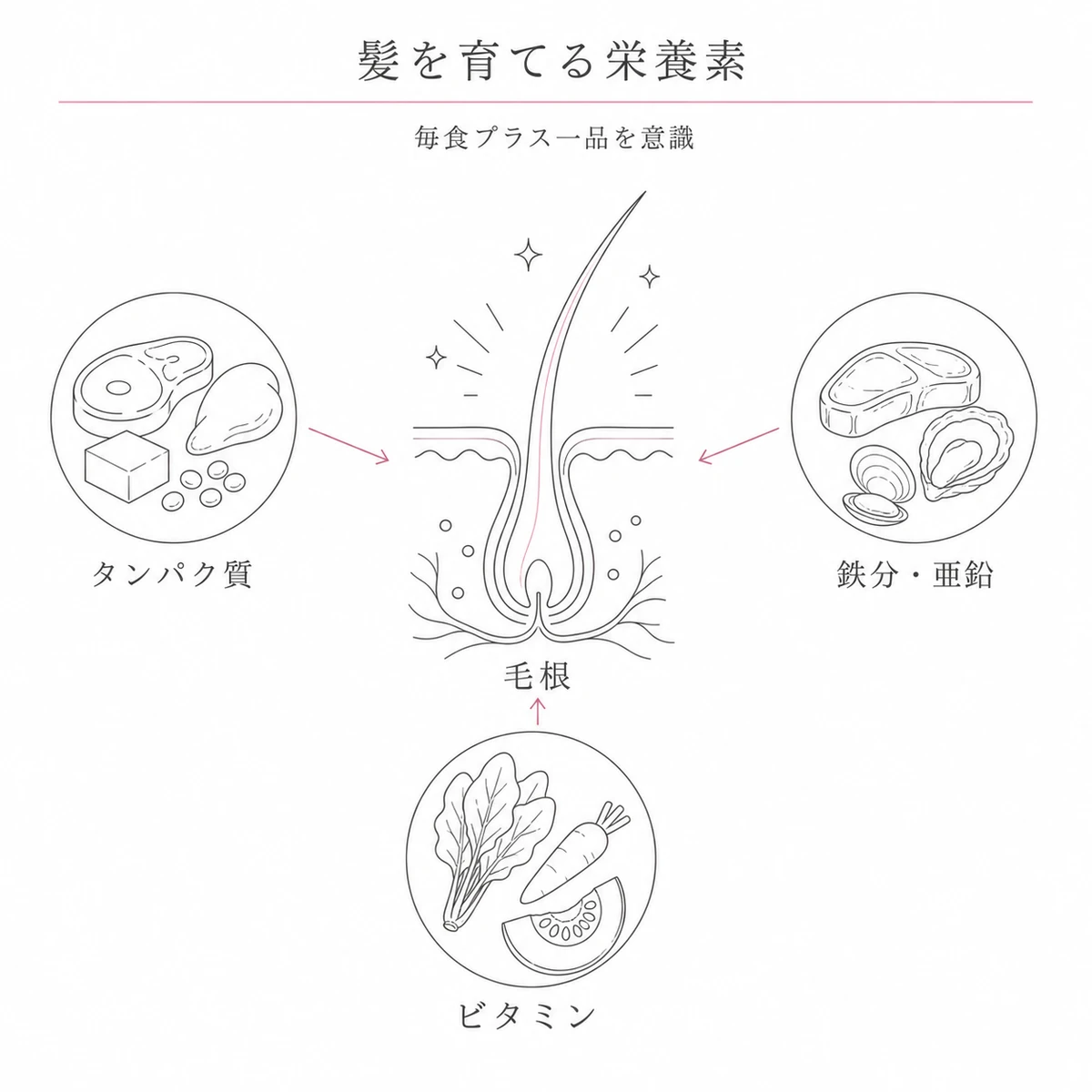 タンパク質や鉄分やビタミンなどの栄養素が毛根に届いて髪を育てる関係を表した線画イラスト