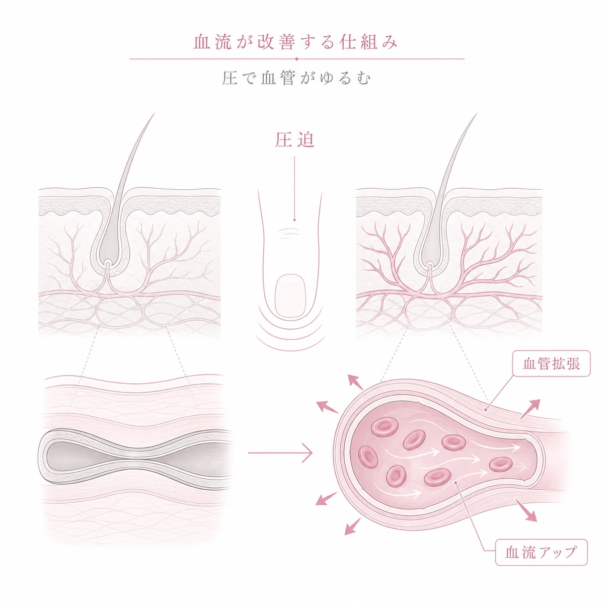 指の圧で縮んだ血管が広がり温かい血流が戻るマッサージの仕組みを表した線画イラスト