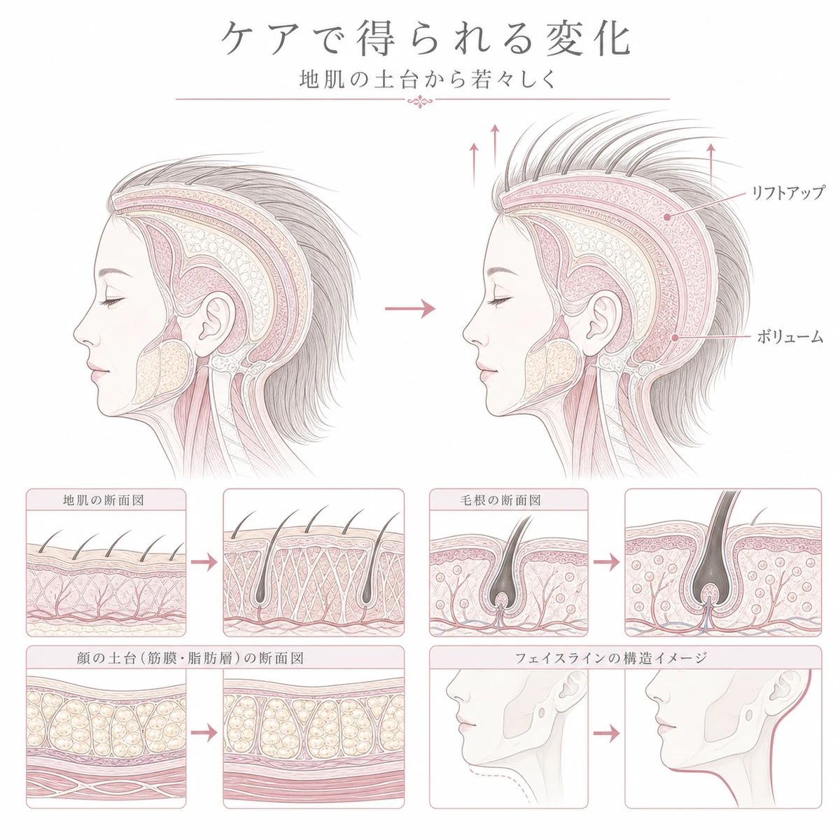 頭皮ケアで地肌にハリが戻りフェイスラインと髪のボリュームが整う変化を表した線画イラスト