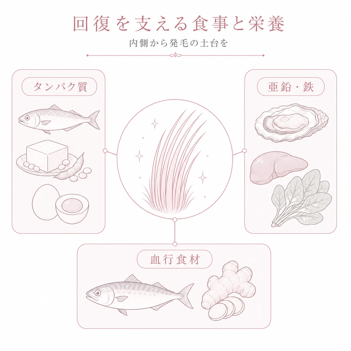 タンパク質と亜鉛鉄と血行食材が髪の回復を支える栄養を表した線画イラスト