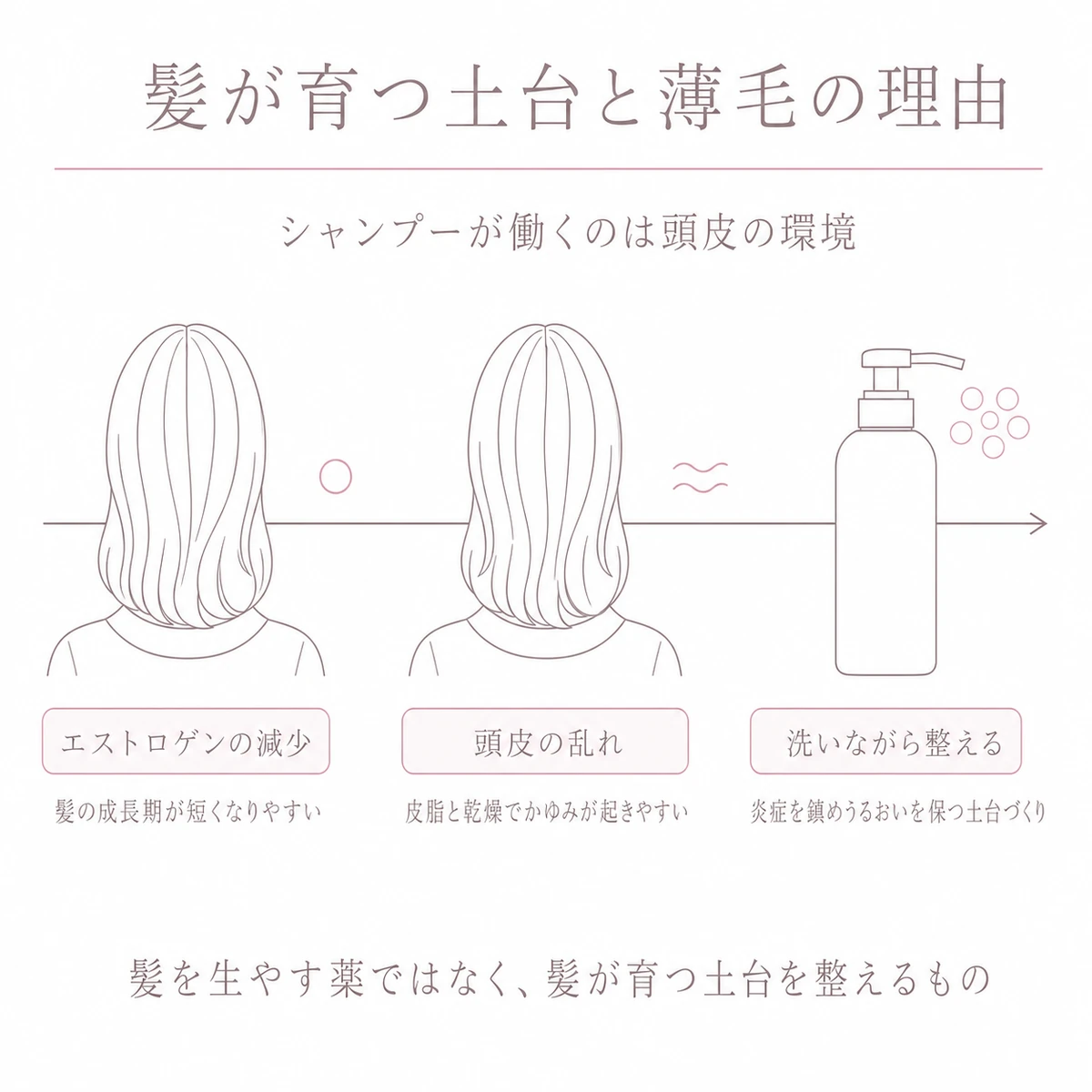 ホルモンの変化から頭皮の乱れ、シャンプーによる土台づくりへと左から右へ流れる線画