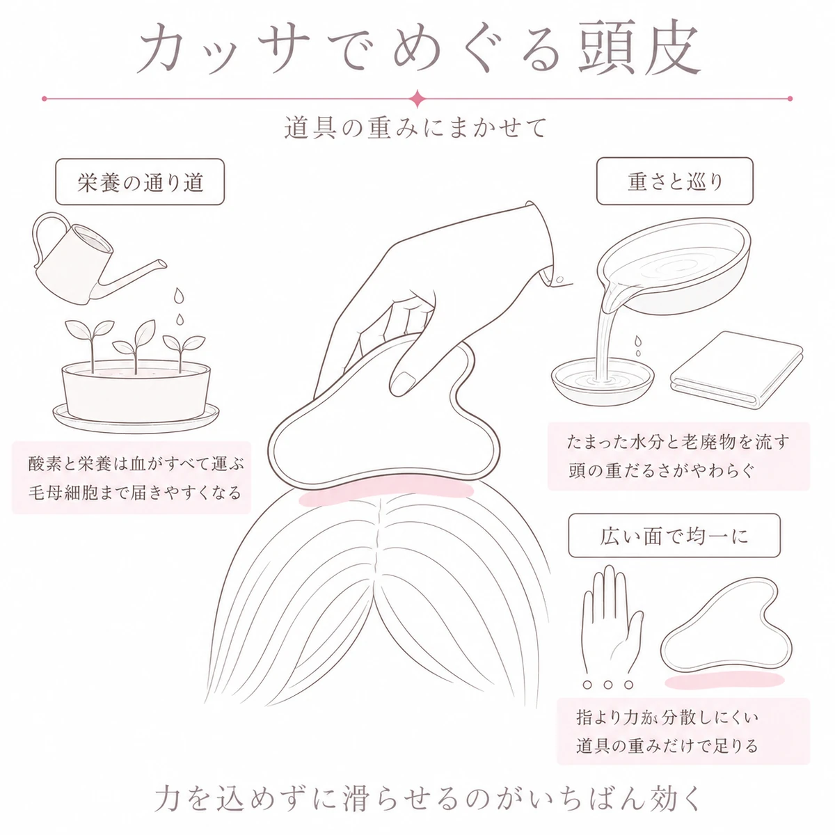 カッサで頭皮の血行をうながし毛母細胞へ栄養が届く流れを表した線画イラスト