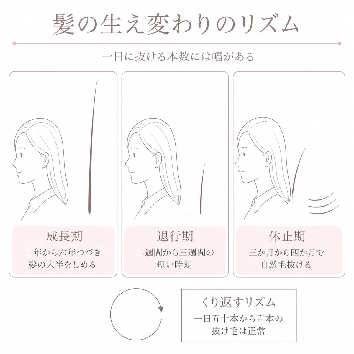 髪の成長期と退行期と休止期の長さと抜け方の違いを三本の毛の線で横に並べたイラスト