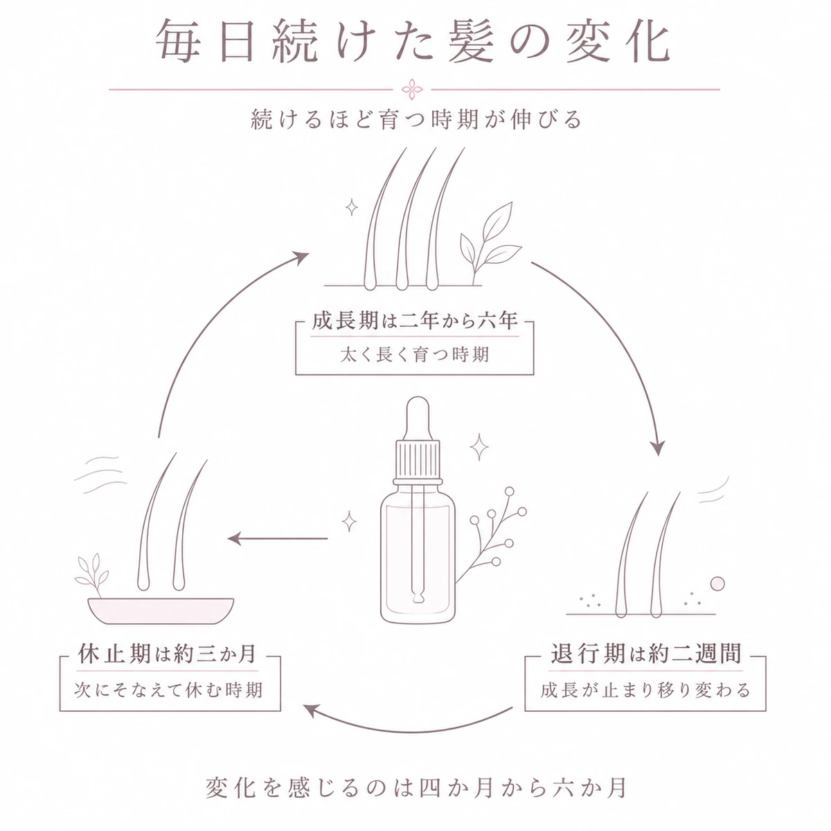 毛周期の三つの時期と育毛剤の働きを輪で表した線画イラスト