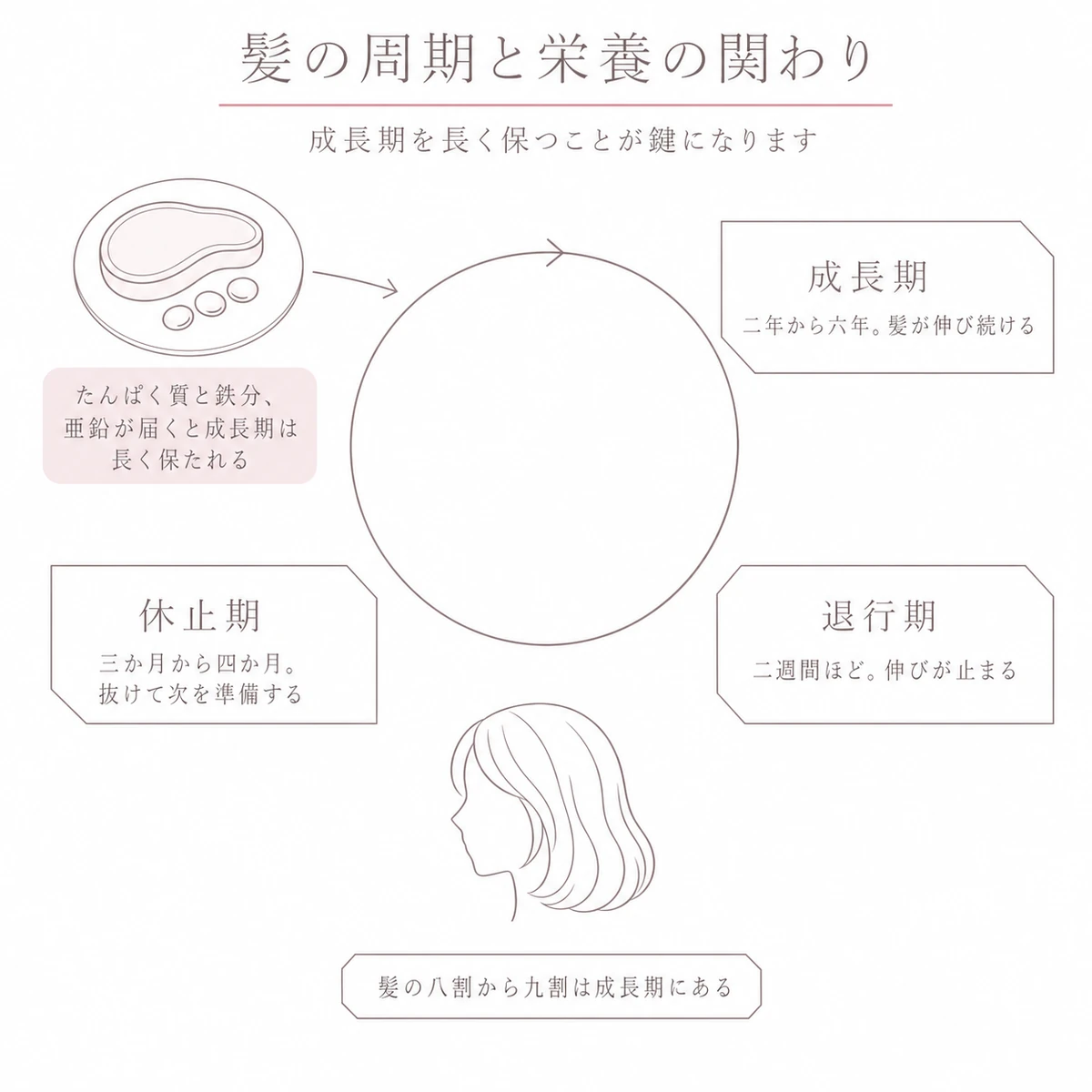 髪の成長期と退行期、休止期を円環で表し、栄養の届き方を添えたイラスト
