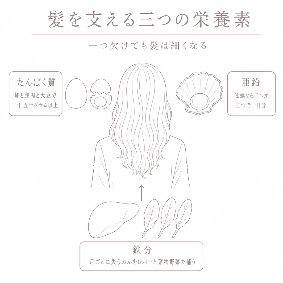 たんぱく質・亜鉛・鉄分を含む食材から髪へ栄養が届く様子を表したイラスト