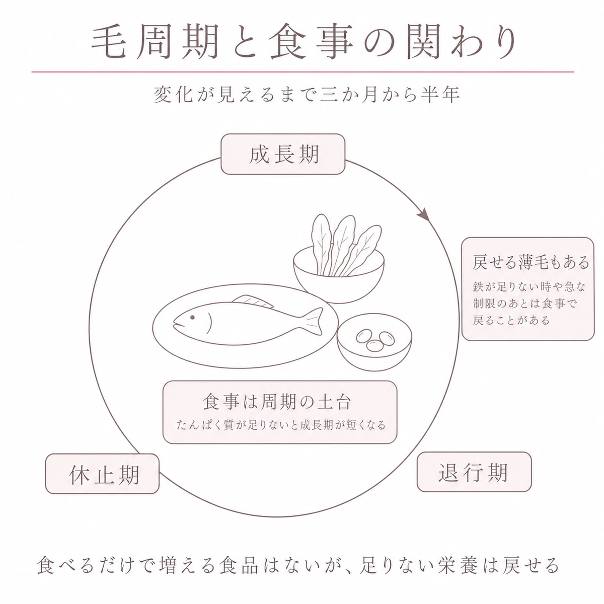 髪の成長周期をあらわす円環と中央の食事を組み合わせたイラスト