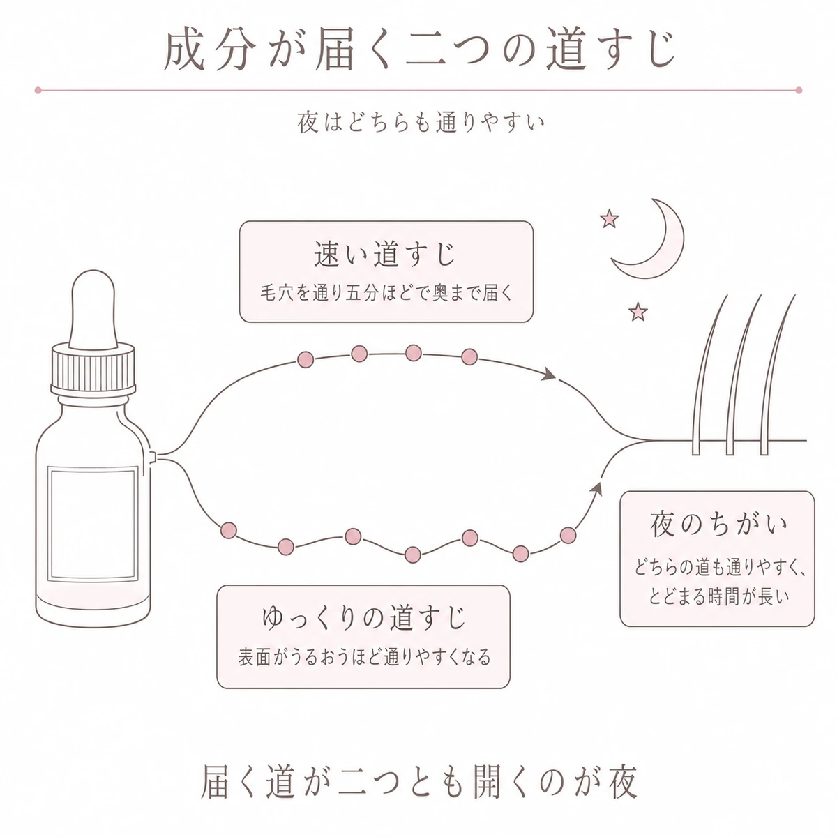 育毛剤の成分が速い道すじとゆっくりの道すじに分かれて髪へ届くまでを一つの大きな流れで表した図解イラスト