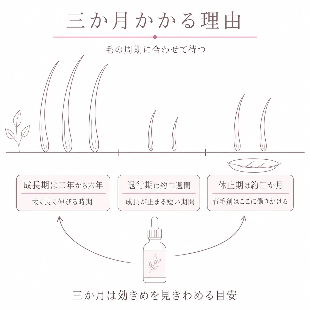 成長期から休止期までの長さの違いを帯で描いた線画イラスト