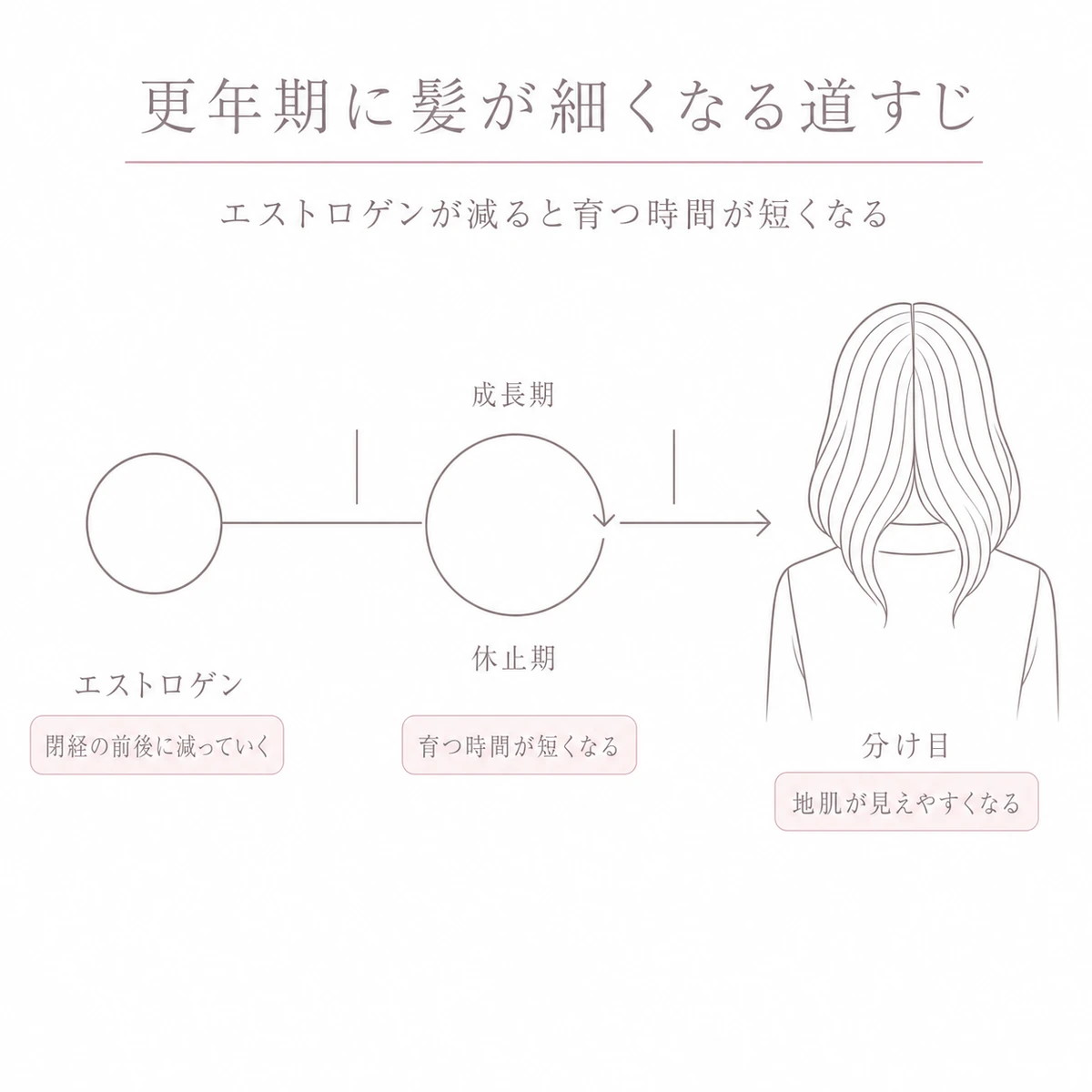 左から右への矢印にそって、ホルモンの減少と毛の周期の短縮と分け目の広がりをつないだ線画