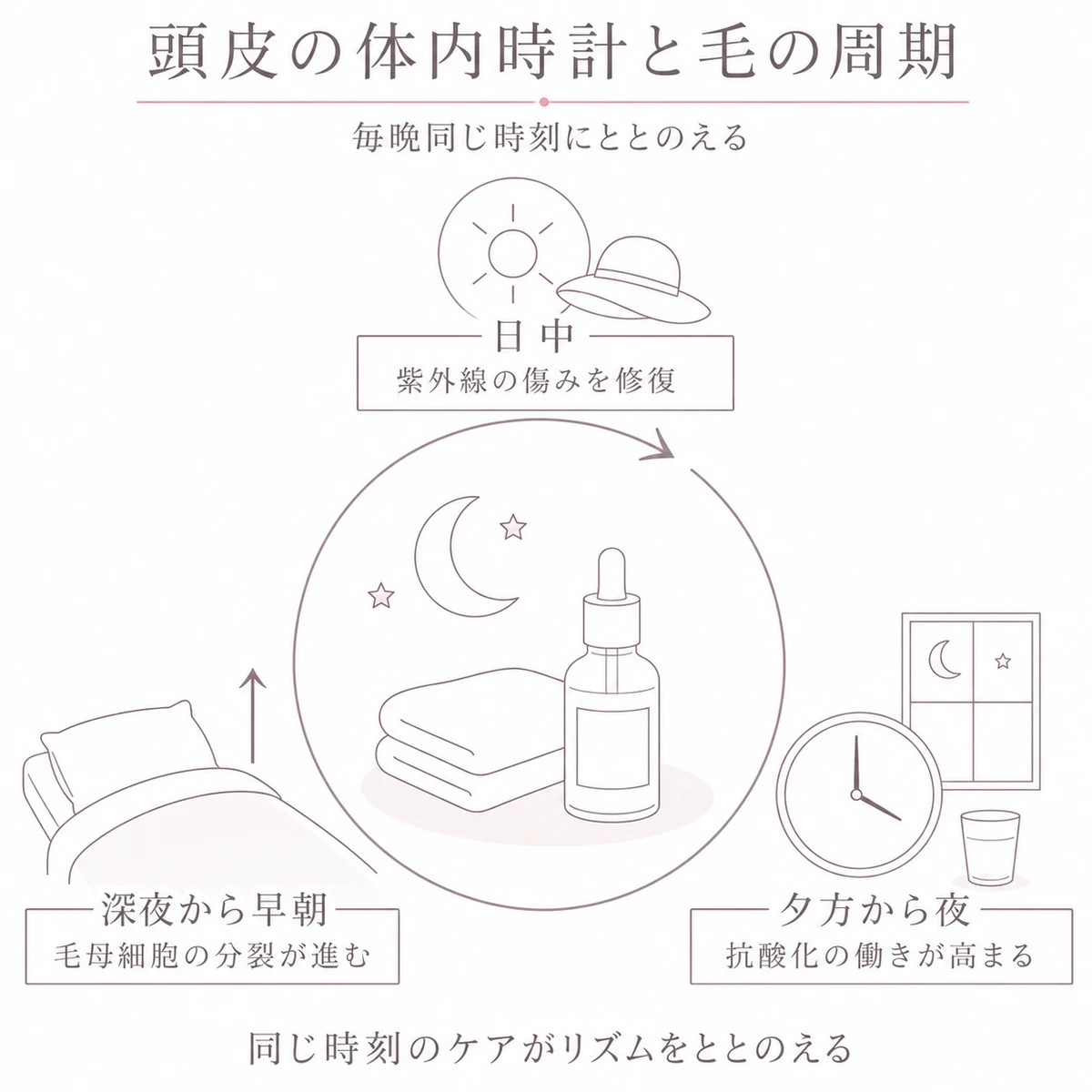 一日のリズムと毛の成長の関係を円環で表した図解イラスト