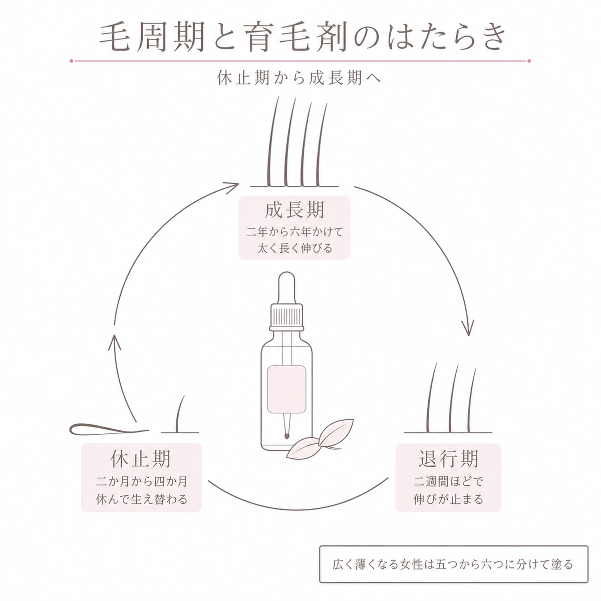 毛周期の輪に沿って髪が伸びてから休むまでの流れと塗り分けを描いた図解イラスト