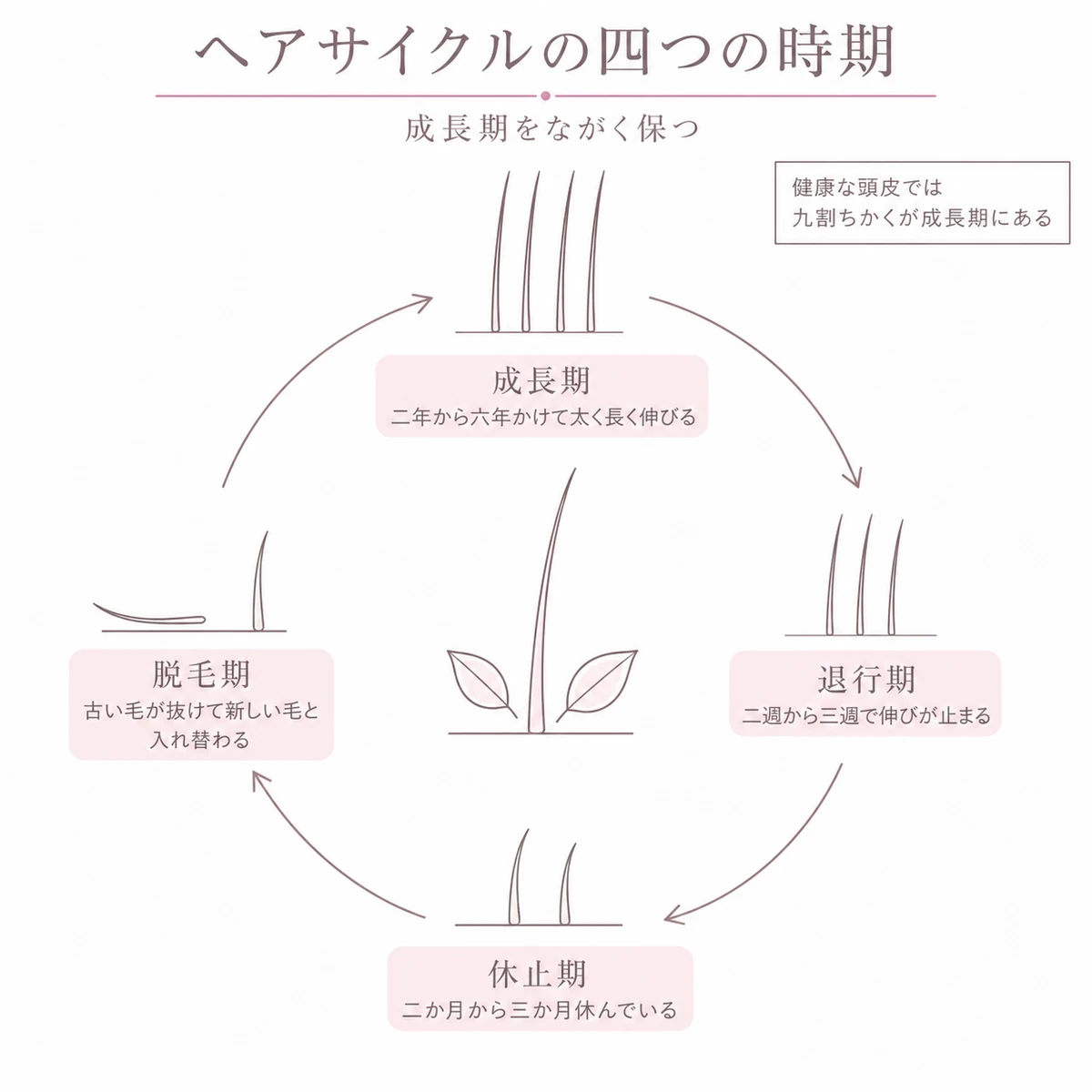 成長期から脱毛期までヘアサイクルの四つの時期を輪でつないだ図解イラスト