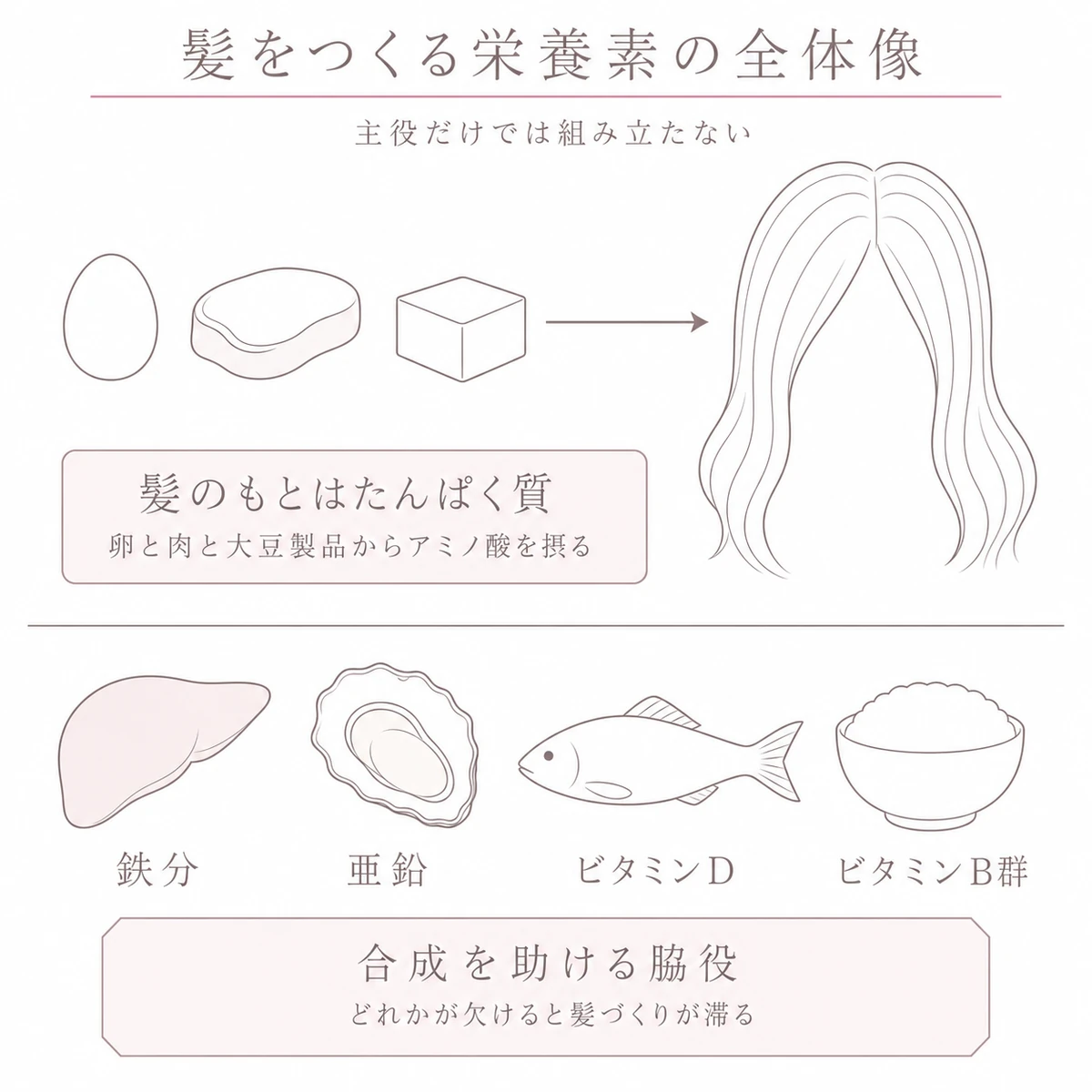 たんぱく質の食材と鉄分や亜鉛の食材を上下に分けて髪との関係を描いたイラスト