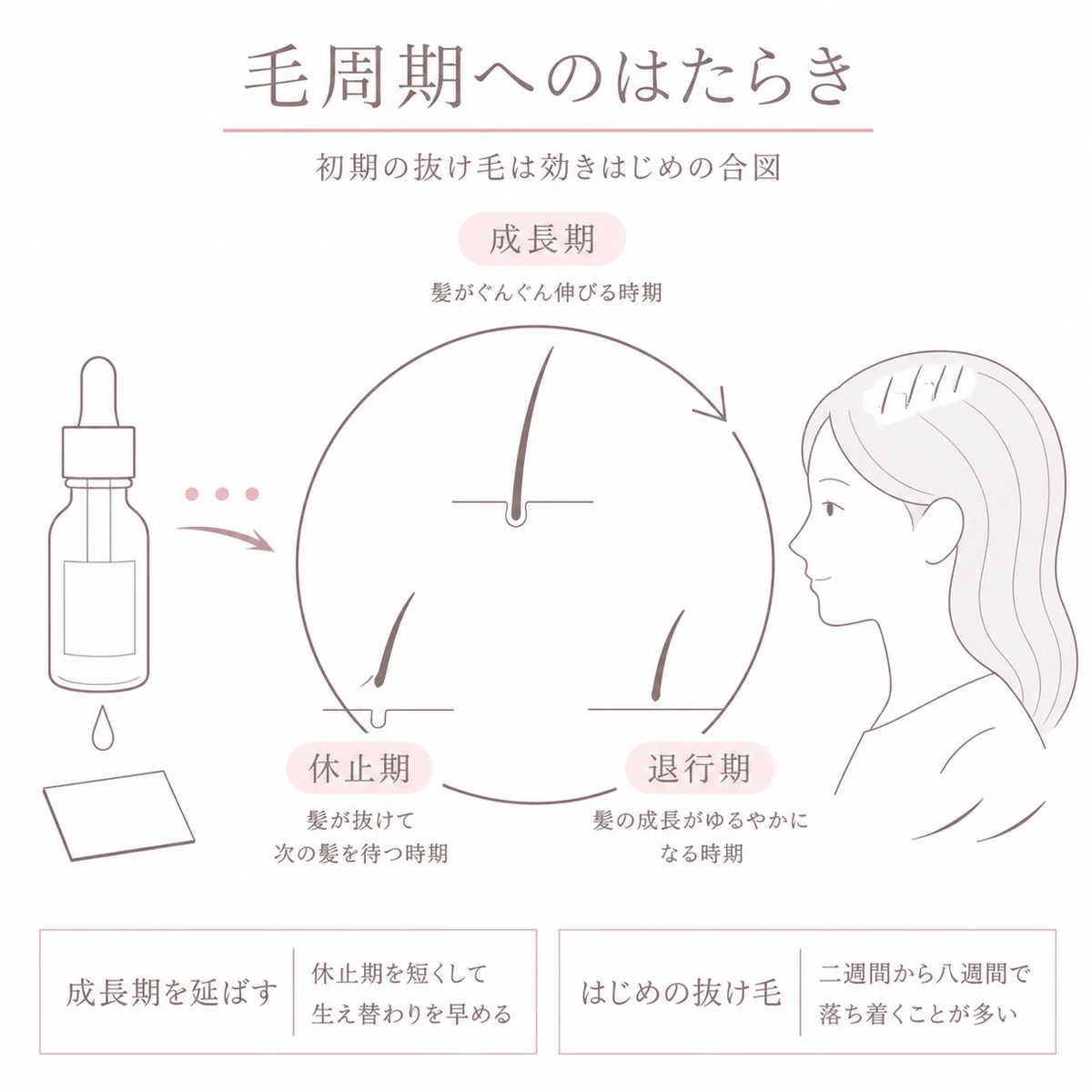 ミノキシジルが成長期を延ばし休止期を短くする毛周期へのはたらきを円環で表したイラスト