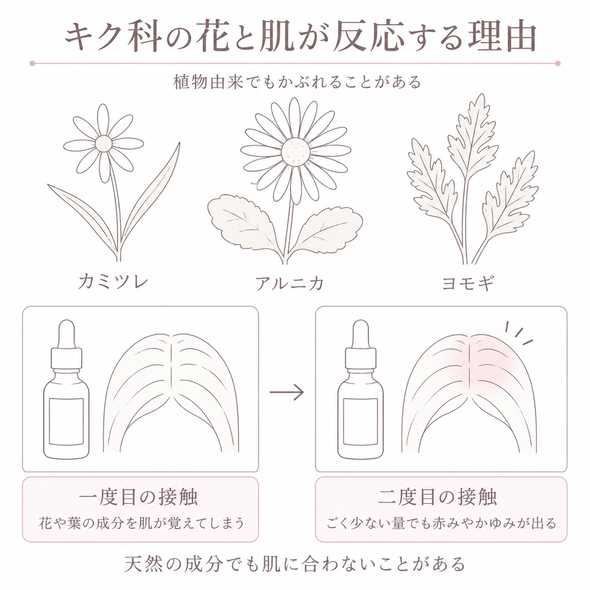 キク科の三種の植物と、二度目の接触で頭皮に赤みが出るまでの流れを表したイラスト