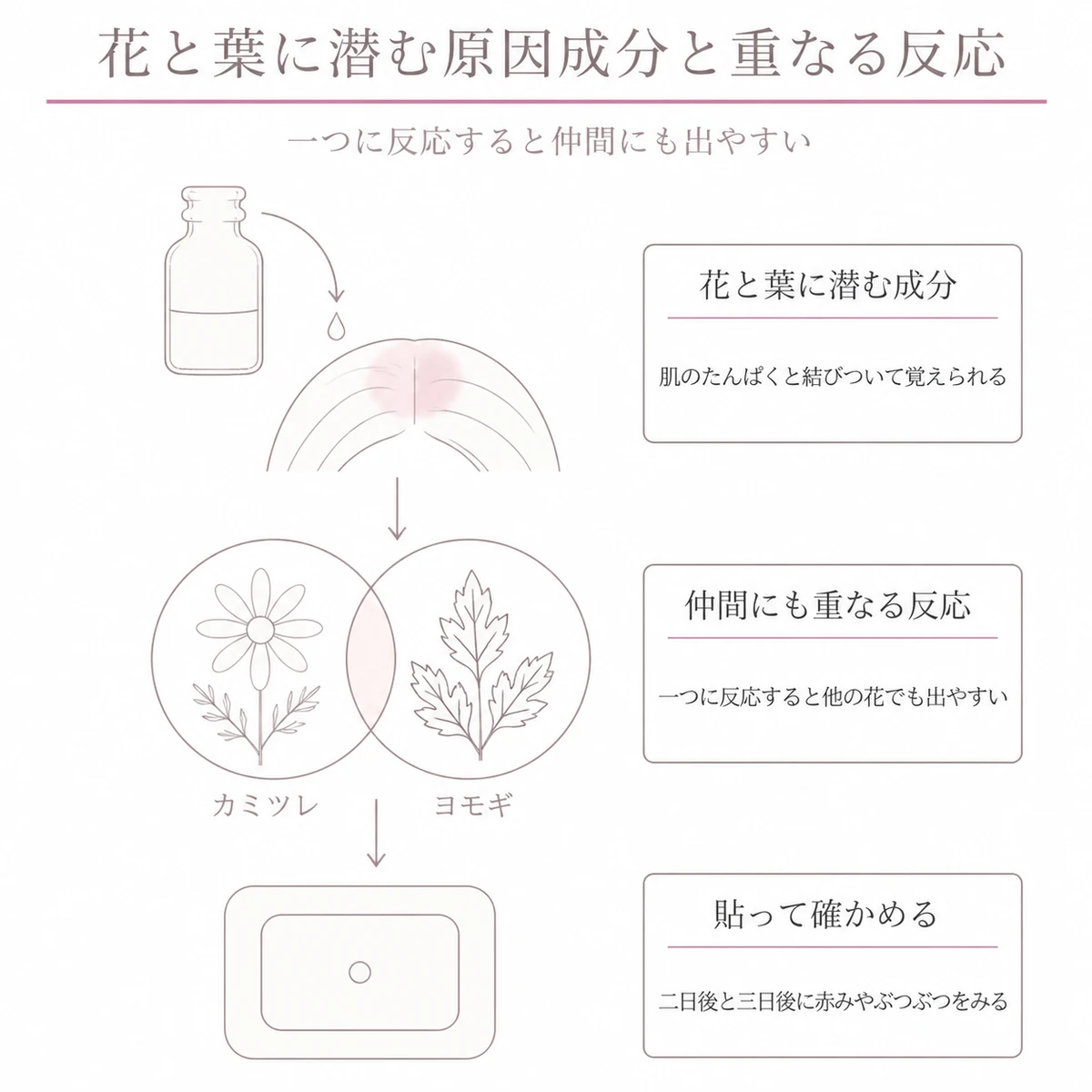 原因になる成分と、キク科どうしで反応が重なることや貼って確かめる検査を表した図解イラスト