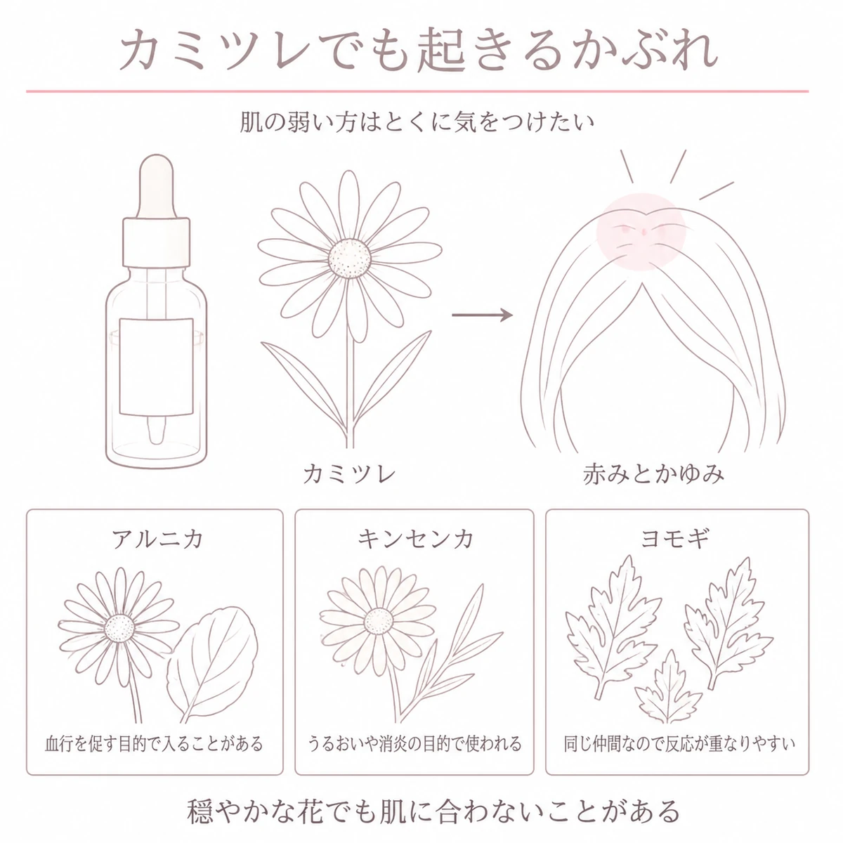 カミツレ配合の育毛剤で頭皮に赤みが出る様子と、あわせて避けたい同じ仲間の花を描いたイラスト