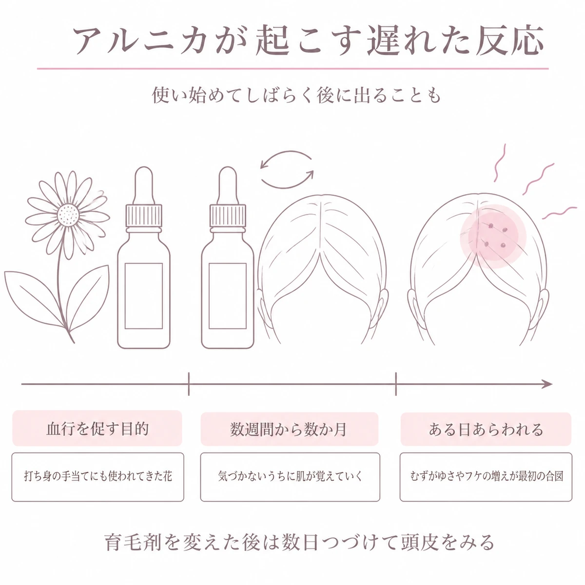 アルニカ配合の育毛剤を使い始めてから頭皮に反応が出るまでの時間の流れを表したイラスト