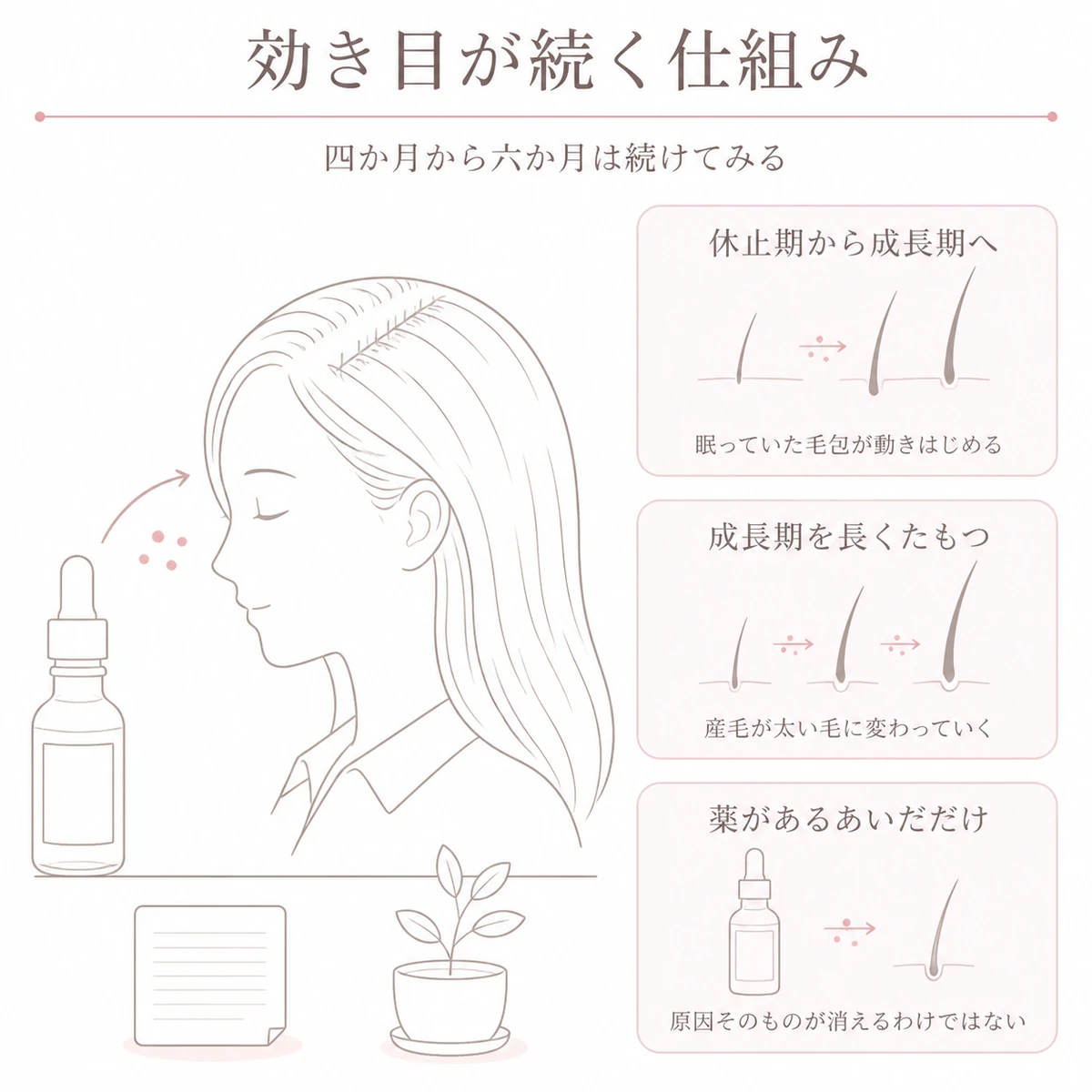 ミノキシジルが毛包にはたらいて成長期を保つ仕組みと薬があるあいだだけ効果が続くことを表したイラスト