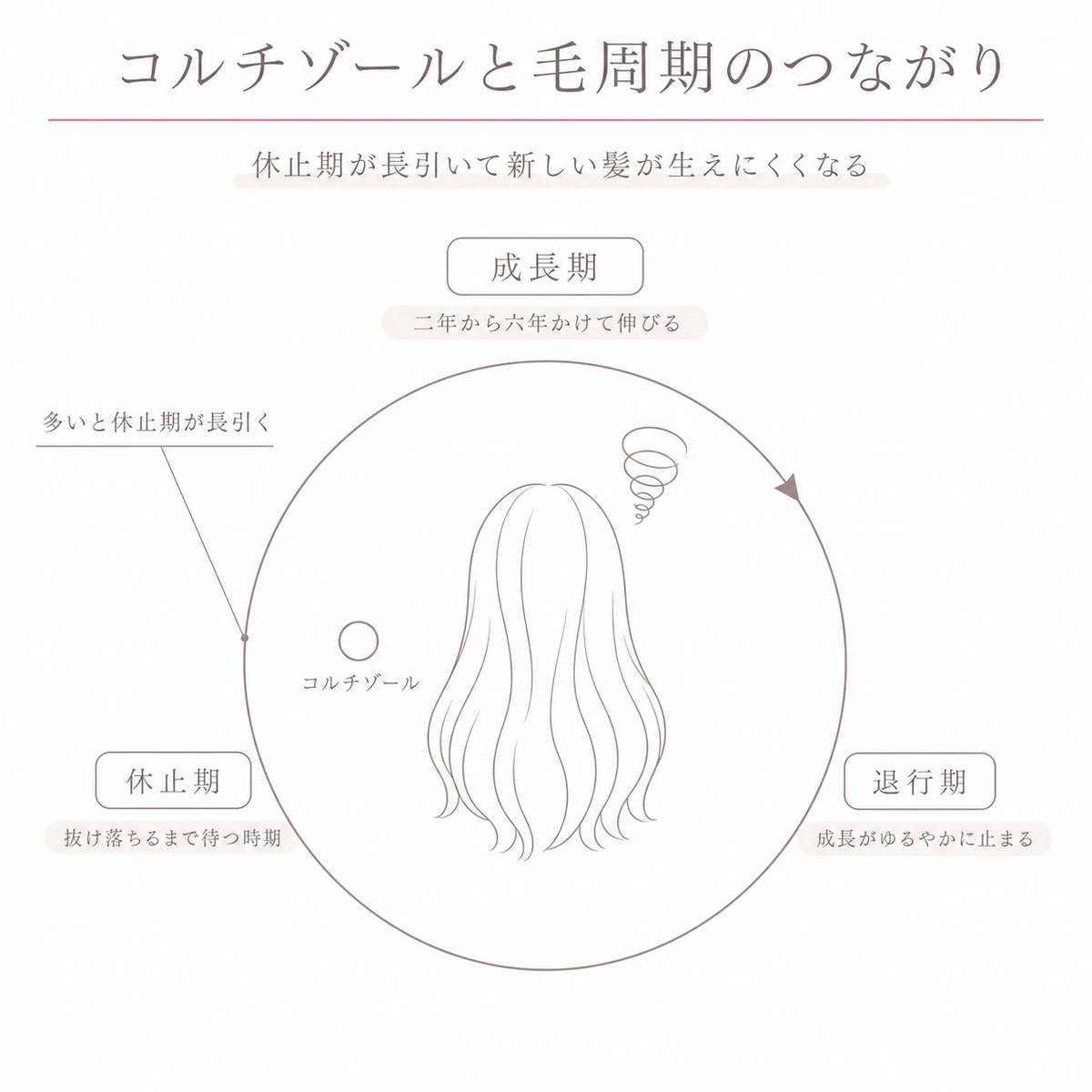 毛周期の円環に成長期と退行期と休止期を並べ、中心のコルチゾールが休止期を長引かせることを表した図