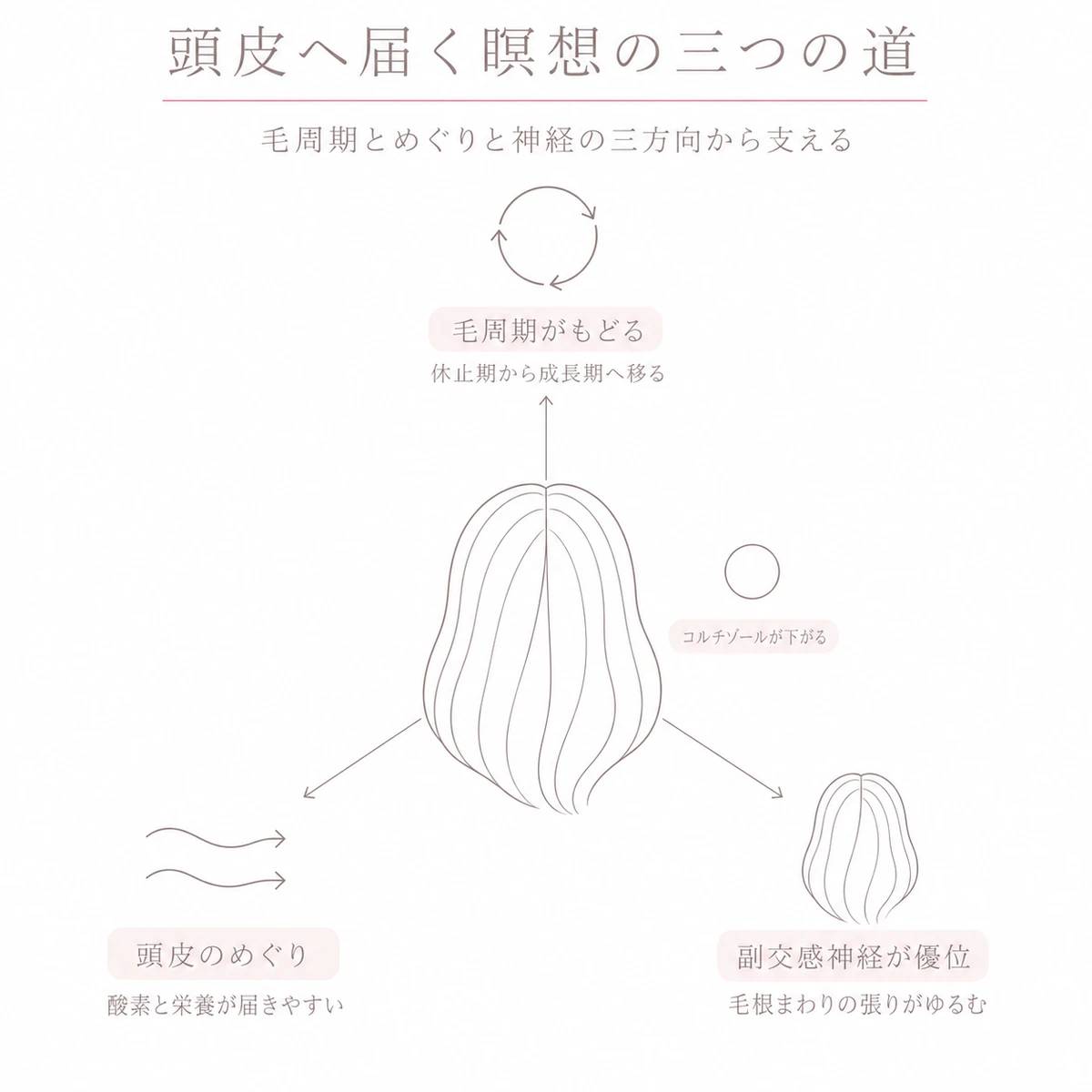中央の頭部から毛周期とめぐりと副交感神経の三方向へ広がる瞑想のはたらきを表した図