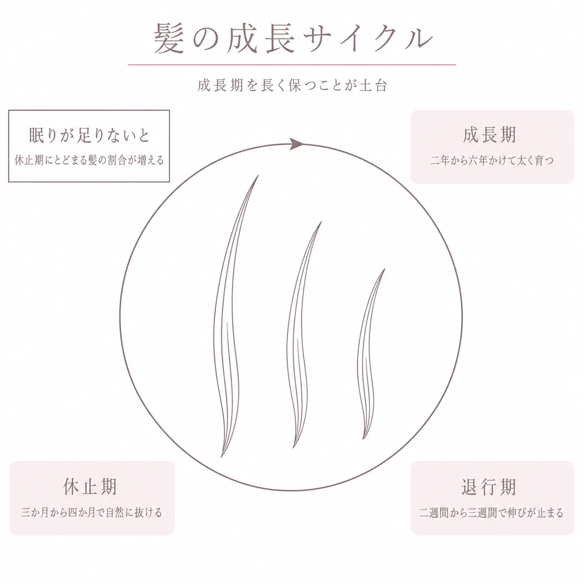 髪が成長期から休止期へ移り変わる周期を円環で表したイラスト