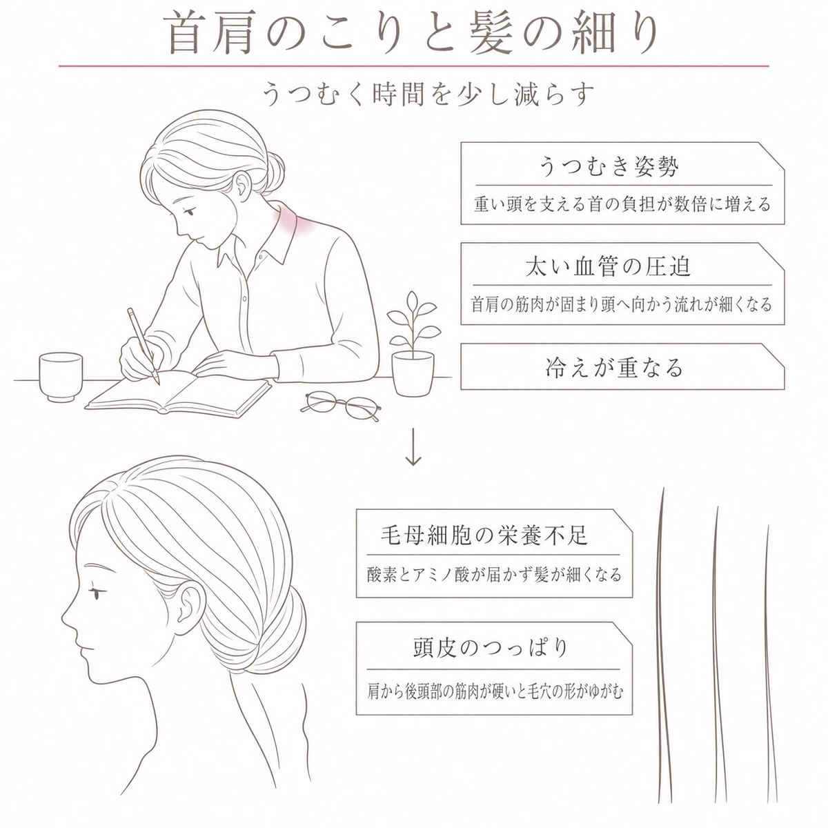 首や肩のこりが頭部への血流をさまたげて髪が細くなる流れを上下二段で表したイラスト