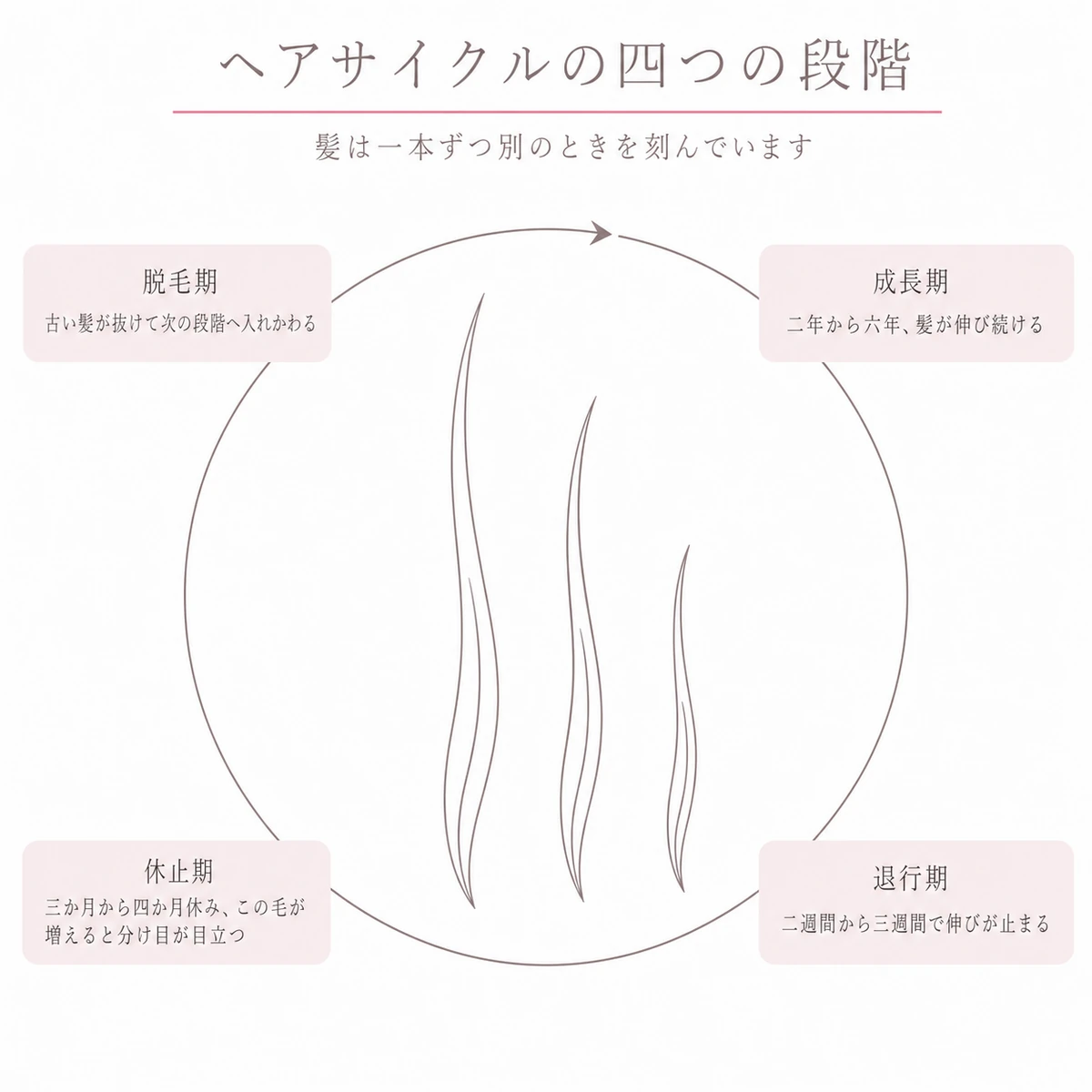 成長期から脱毛期までの四つの段階を細い円環に並べたヘアサイクルの図解イラスト