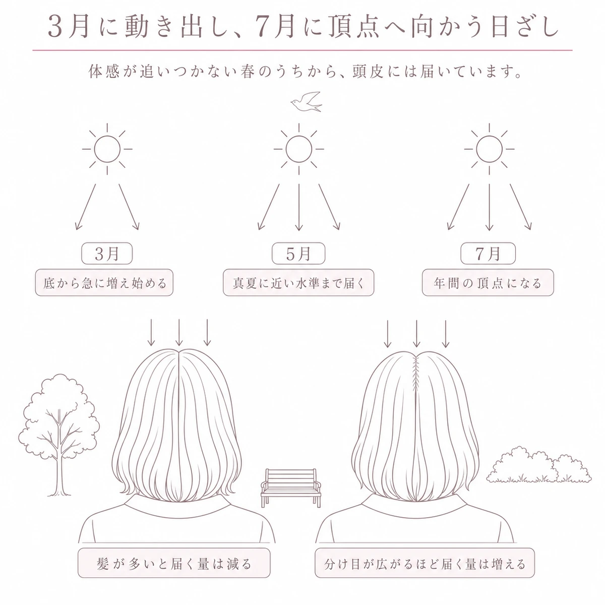 上段に三つの月の太陽と矢印、下段に髪の量が違う二つの頭部を並べ、届く量の差を示した図