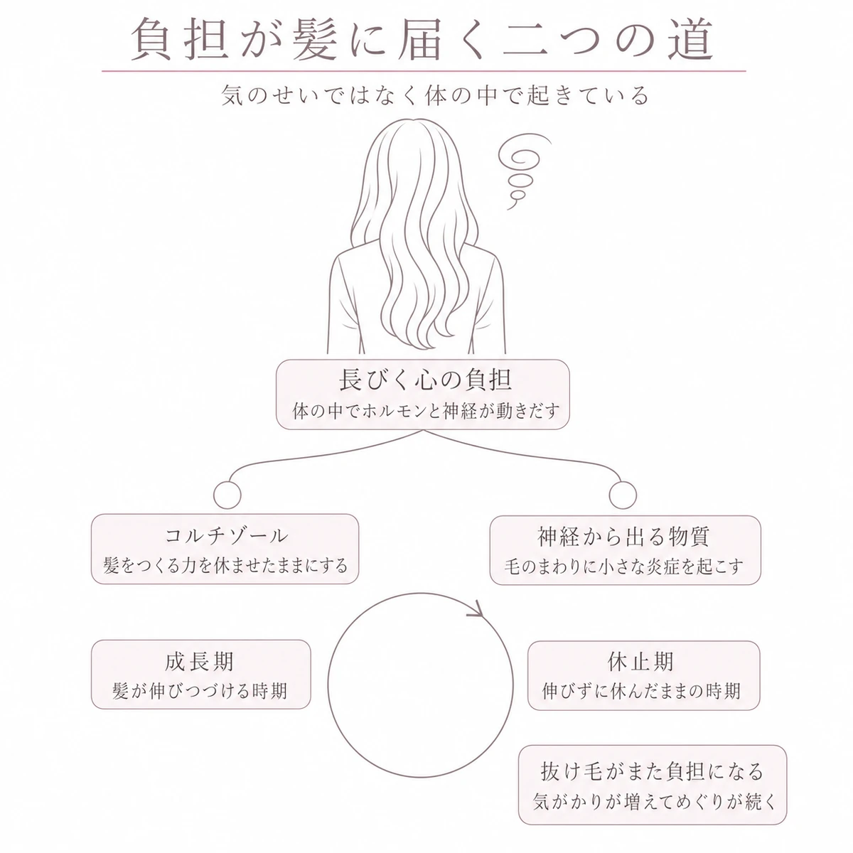 ストレスホルモンと神経から出る物質という二つの道すじで毛の周期が休みに偏る流れを表した線画イラスト