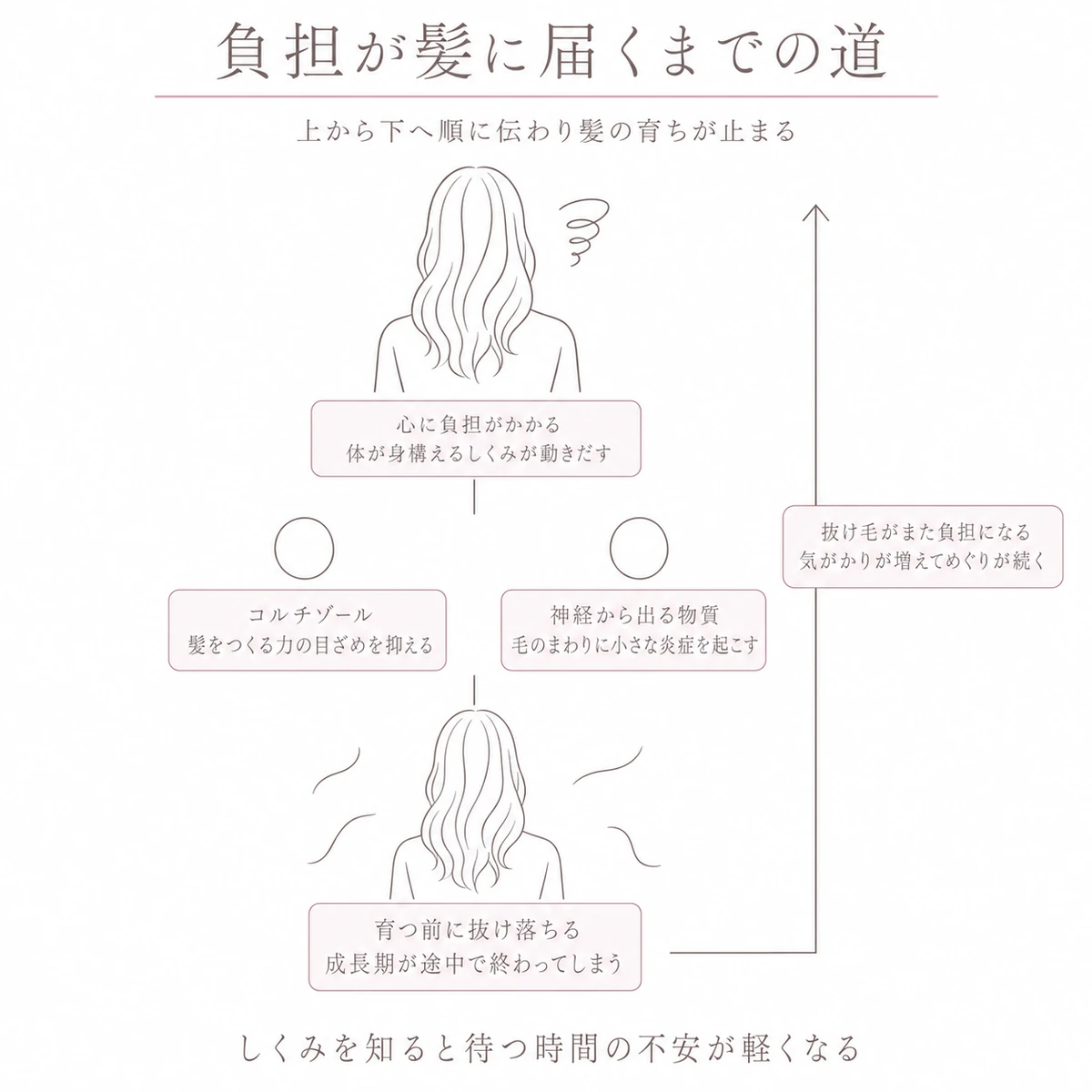 心の負担がストレスホルモンと炎症を経て髪が育つ前に抜けるまでを上から下へ三段で示した線画イラスト