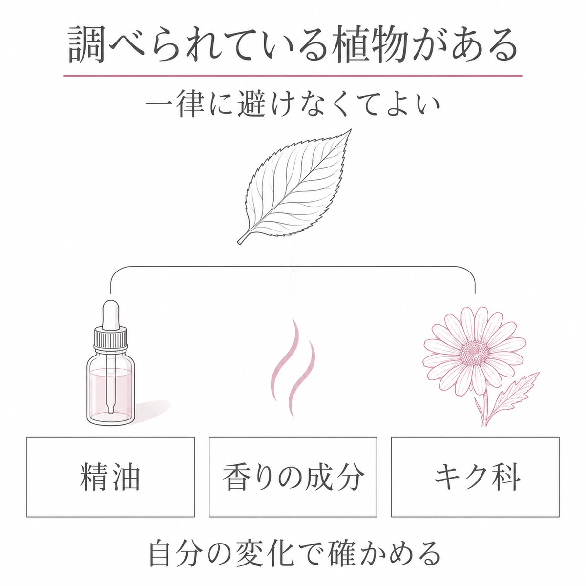 1枚の葉から枝分かれした精油、香りの成分、キク科の3つの植物成分群