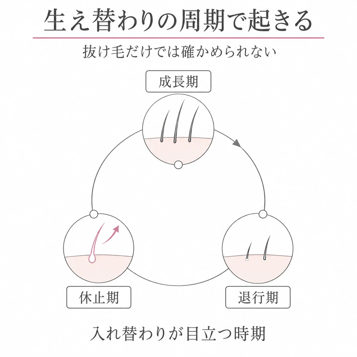 成長期・退行期・休止期を巡り、休止期の毛が抜ける生え替わりの周期を描いた図