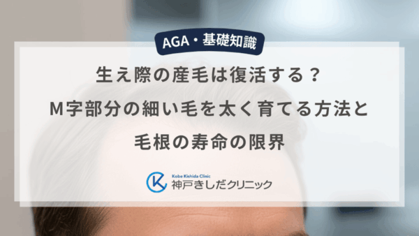 生え際の産毛は復活する？M字部分の細い毛を太く育てる方法と毛根の寿命の限界