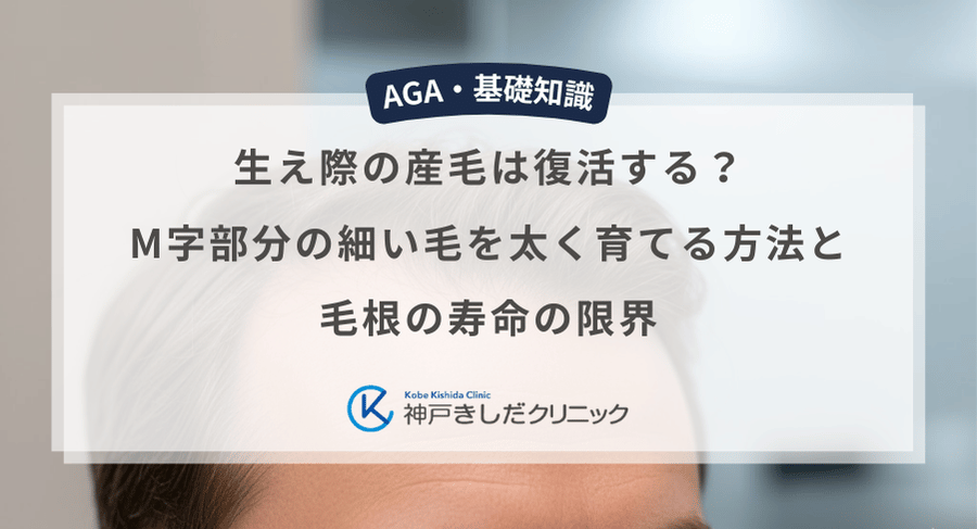 生え際の産毛は復活する？M字部分の細い毛を太く育てる方法と毛根の寿命の限界