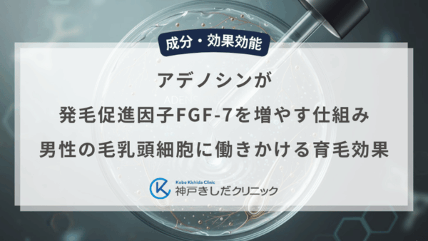 アデノシンが発毛促進因子FGF-7を増やす仕組み｜男性の毛乳頭細胞に働きかける育毛効果
