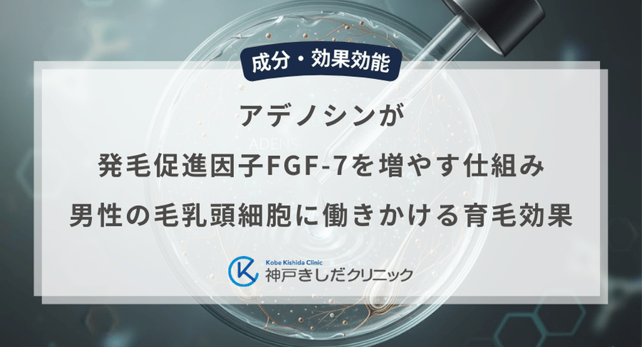 アデノシンが発毛促進因子FGF-7を増やす仕組み｜男性の毛乳頭細胞に働きかける育毛効果