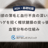 頭頂部の薄毛と血行不良の深い関係｜O字ハゲを招く帽状腱膜の突っ張りと血管分布の仕組み