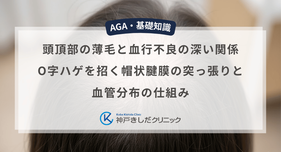 頭頂部の薄毛と血行不良の深い関係|O字ハゲを招く帽状腱膜の突っ張りと血管分布の仕組み