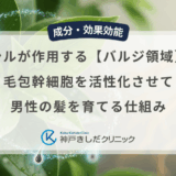 リデンシルが作用する【バルジ領域】とは？毛包幹細胞を活性化させて男性の髪を育てる仕組み