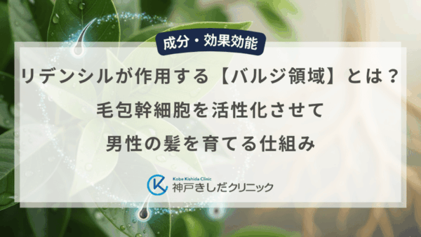 リデンシルが作用する【バルジ領域】とは？毛包幹細胞を活性化させて男性の髪を育てる仕組み